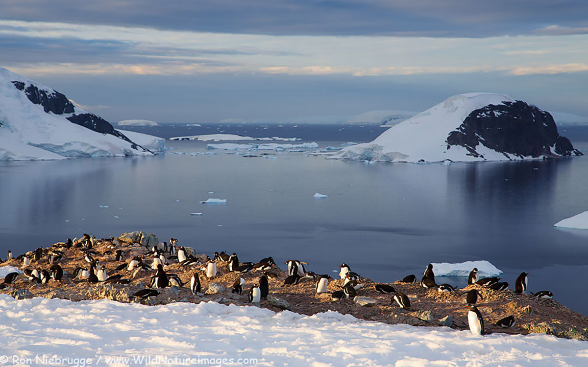 Penguins on Brown's Point, Antarctica